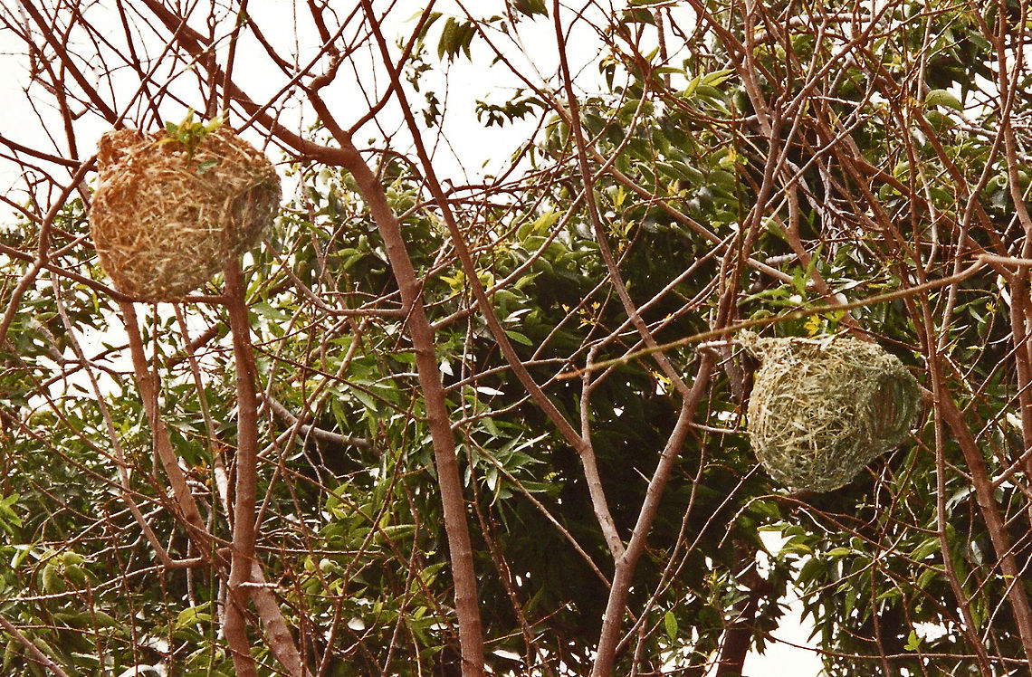 Weaver bird nest Southern Masked Weaver Bird: <a href="http://ibc.lynxeds.com/files/pictures/_MG_3482_Southern_Masked-Weaver_Bontebok_N.P..JPG" rel="nofollow">http://ibc.lynxeds.com/files/pictures/_MG_3482_Southern_Masked-Weaver_Bontebok_N.P..JPG</a><br />
<br />
First of all, a weaver bird collects the building materials. It will cut long strips from leaves or extract the midrib from a fresh green leaf. There is a reason for its choice of fresh leaves: The veins of dry leaves would be stiff and brittle, too difficult to bend, but fresh ones make the work much easier. The weaver bird begins by tying the leaf fibers around the twig of a tree. With its foot, it holds down one end of the strip against the twig while taking the other end in its beak. To prevent the fibers from falling away, it ties them together with knots. Slowly it forms a circular shape that will become the entrance to the nest. Then it uses its beak to weave the other fibers together. During the weaving process, it must calculate the required tension, because if it's too weak, the nest will collapse. Also it needs to be able to visualize the finished structure, since while building the walls, it must determine where the structure needs to be widened.<br />
<br />
Once it finishes weaving the entrance, it proceeds to weave the walls. To do so, it hangs upside down and keeps on working from the inside of the structure. It will push one fiber under another and pull it along with its beak, until it accomplishes a stunning weaving project. <br />
<br />
The weaver bird won't just begin building its nest. It proceeds by calculating in advance what it needs to do next—first, collecting the most suitable building materials, then forming the entrance before going on to build the walls. It knows perfectly well where to thin or thicken the structure, and where to form a curve. Its behavior displays intelligence and skill, with no trace of inexperience. With no training, it can do two things at once—holding down one end of the fiber with its feet, while guiding the other end with its beak. None of its movements is coincidental; its every action is conscious and purposeful.<br />
<br />
Another member of the weaver bird family builds a solid, rainproof nest. This bird obtains the perfect mortar by gathering plant fibers from the environment and mixing them with its saliva, which gives the plant fibers both elasticity and makes them waterproof. (1)<br />
(1) Harun Yahya<br />
<br />
To see a weaver nest under construction go to:<a href="http://en.wikipedia.org/wiki/Southern_masked_weaver#mediaviewer/File:Ploceus_velatus_-Johannesburg_-male_making_nest-8.jpg" rel="nofollow">http://en.wikipedia.org/wiki/Southern_masked_weaver#mediaviewer/File:Ploceus_velatus_-Johannesburg_-male_making_nest-8.jpg</a> Geotagged,South Africa,Weaver nest,nest,weaver bird nest,weaverbird nest
