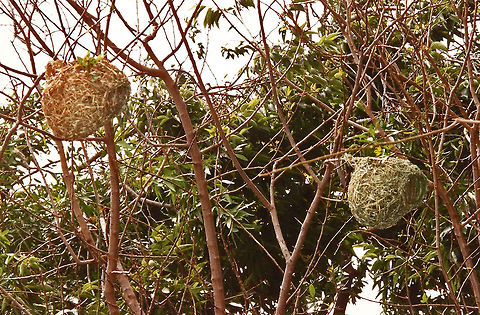 Weaver bird nest Southern Masked Weaver Bird: http://ibc.lynxeds.com/files/pictures/_MG_3482_Southern_Masked-Weaver_Bontebok_N.P..JPG

First of all, a weaver bird collects the building materials. It will cut long strips from leaves or extract the midrib from a fresh green leaf. There is a reason for its choice of fresh leaves: The veins of dry leaves would be stiff and brittle, too difficult to bend, but fresh ones make the work much easier. The weaver bird begins by tying the leaf fibers around the twig of a tree. With its foot, it holds down one end of the strip against the twig while taking the other end in its beak. To prevent the fibers from falling away, it ties them together with knots. Slowly it forms a circular shape that will become the entrance to the nest. Then it uses its beak to weave the other fibers together. During the weaving process, it must calculate the required tension, because if it's too weak, the nest will collapse. Also it needs to be able to visualize the finished structure, since while building the walls, it must determine where the structure needs to be widened.

Once it finishes weaving the entrance, it proceeds to weave the walls. To do so, it hangs upside down and keeps on working from the inside of the structure. It will push one fiber under another and pull it along with its beak, until it accomplishes a stunning weaving project. 

The weaver bird won't just begin building its nest. It proceeds by calculating in advance what it needs to do next&mdash;first, collecting the most suitable building materials, then forming the entrance before going on to build the walls. It knows perfectly well where to thin or thicken the structure, and where to form a curve. Its behavior displays intelligence and skill, with no trace of inexperience. With no training, it can do two things at once&mdash;holding down one end of the fiber with its feet, while guiding the other end with its beak. None of its movements is coincidental; its every action is conscious and purposeful.

Another member of the weaver bird family builds a solid, rainproof nest. This bird obtains the perfect mortar by gathering plant fibers from the environment and mixing them with its saliva, which gives the plant fibers both elasticity and makes them waterproof. (1)
(1) Harun Yahya

To see a weaver nest under construction go to:http://en.wikipedia.org/wiki/Southern_masked_weaver#mediaviewer/File:Ploceus_velatus_-Johannesburg_-male_making_nest-8.jpg Geotagged,South Africa,Weaver nest,nest,weaver bird nest,weaverbird nest