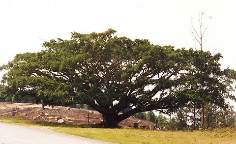 Natal Mahogany  Geotagged,South Africa,Trichilia emetica,mpumalanga