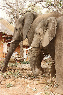 African Elephants  African bush elephant,Elephant,Geotagged,Loxodonta africana,South Africa,mpumalanga