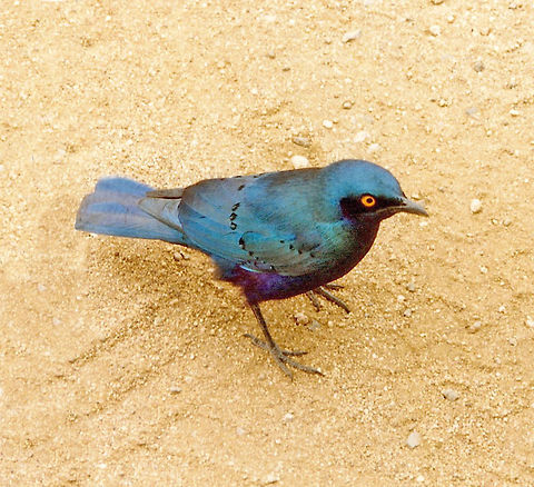 Greater Blue-eared Starling  Geotagged,Greater blue-eared starling,Kruger National park,Lamprotornis chalybaeus,South Africa,blue eared starling,starling