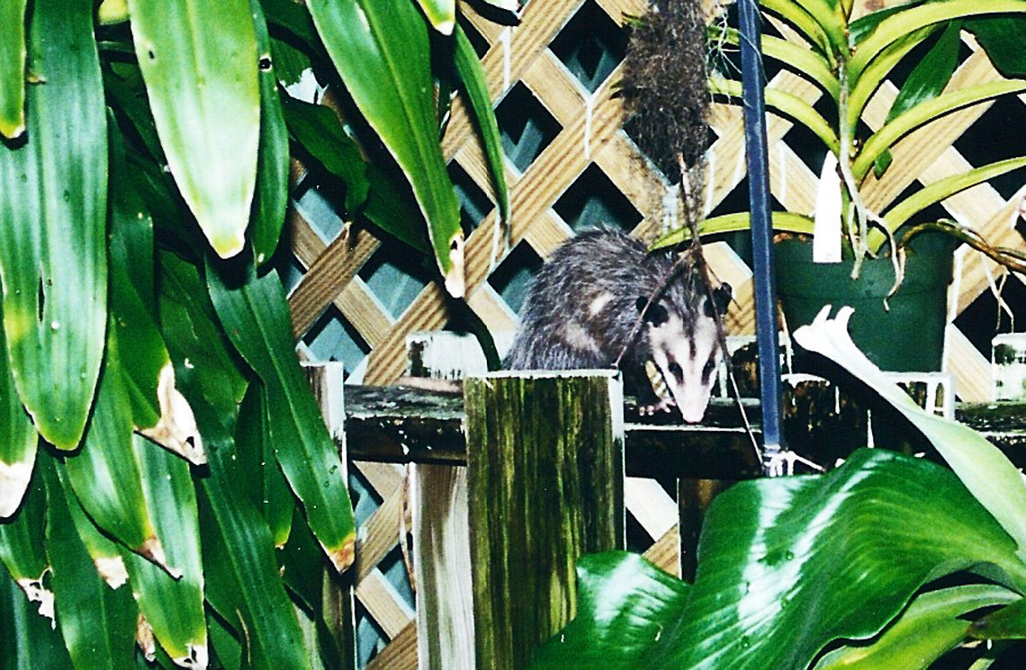 Young Opossum Picture taken at night (when Possums are up and about)...low resolution unfortunately. Didelphis virginiana,Possum,Virginia opossum