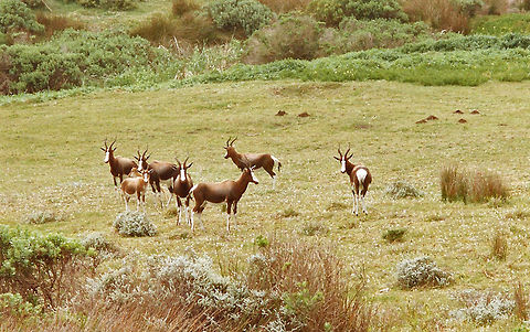 Bontebok This sub-spies is endangered Bontebok,Damaliscus pygargus,Damaliscus pygargus pygarus,Geotagged,South Africa,cape point,endangered,western cape