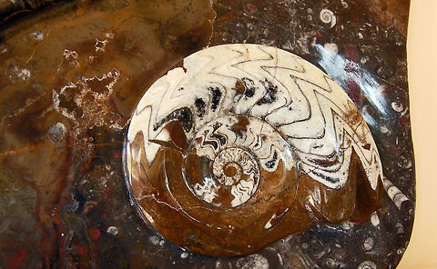 Gonioclymenia species (Devonian) 65-350 million years ago these ammonites were abundant “intelligent”, diverse and an important part of the food chain. Ammonites are perhaps the most widely known fossil, possessing the typically ribbed spiral-form shell as pictured above. The name 'ammonite' (usually lower-case) originates from the Greek Ram-horned god called Ammon. Ammonites belong to a group of predators known as cephalopods, which includes their living relatives the octopus, squid, cuttlefish and nautilus (Lilygirl has a sample this fossil amonst some others).
 Clymeniida,Geotagged,Gonioclymenia,Morocco,ammonite,fossil