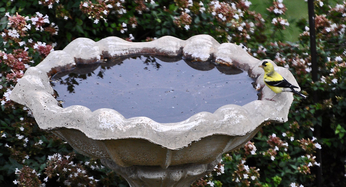 Goldfinch  American goldfinch,Carduelis tristis,Geotagged,Spinus tristis,United States,eastern goldfinch