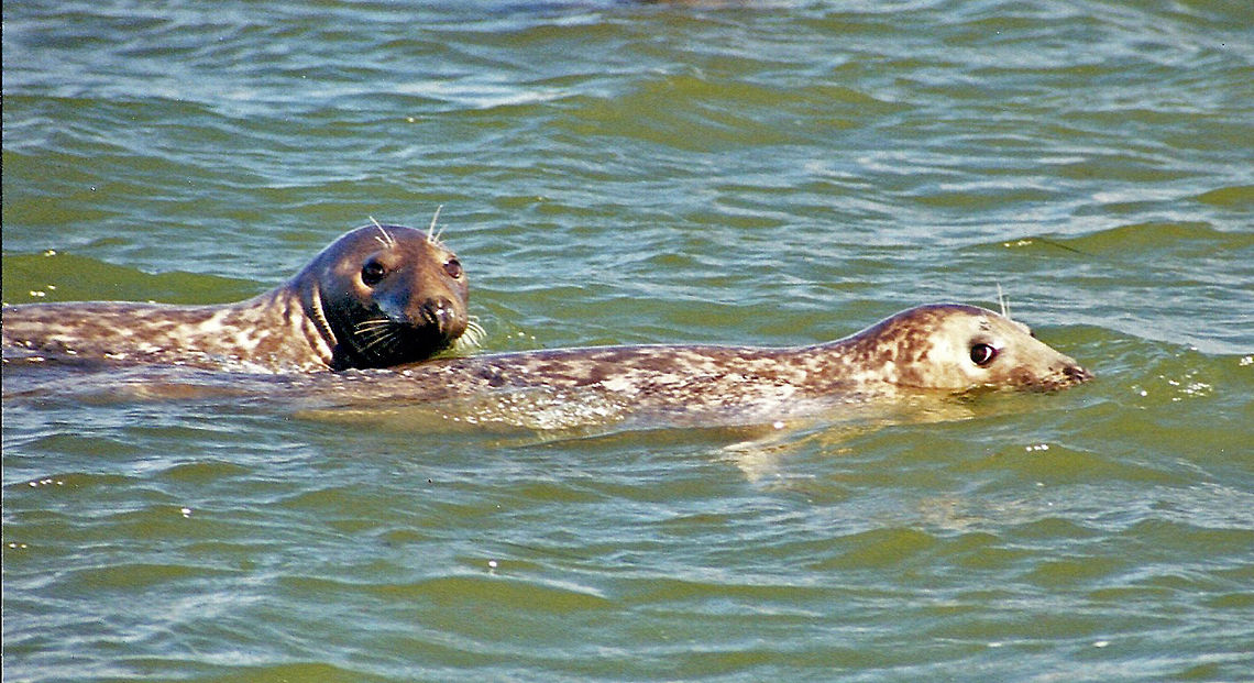 Harbor Seal Are they eyeballing me or what? California,Geotagged,Harbor (common) seal,Phoca vitulina,Seal,United States
