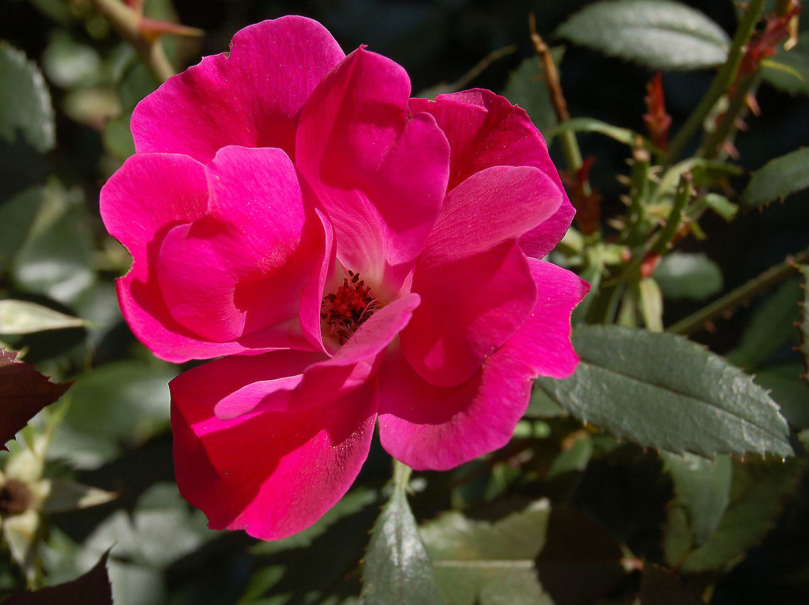 Knock Out Rose Blooms are fire engine red in cool weather and a cherry red in the summer.<br />
Species of roses include wild varieties that developed naturally over time, as well as hybrid varieties, such as Knock Out roses, which were carefully crafted and bred by people to achieve desirable characteristics. The Knock Out rose species was developed by crossing Carefree Beauty and Razzle Dazzle roses. The Carefree Beauty is also known as the Katy Road Pink rose. Because Knock Out roses were introduced in 1999, they are classified with other species of modern roses. Geotagged,United States,knock out,knockout rose,rose