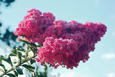 Pink Velour Crepe Myrtle  Geotagged,Lagerstroemia indica,United States,crepe myrtle