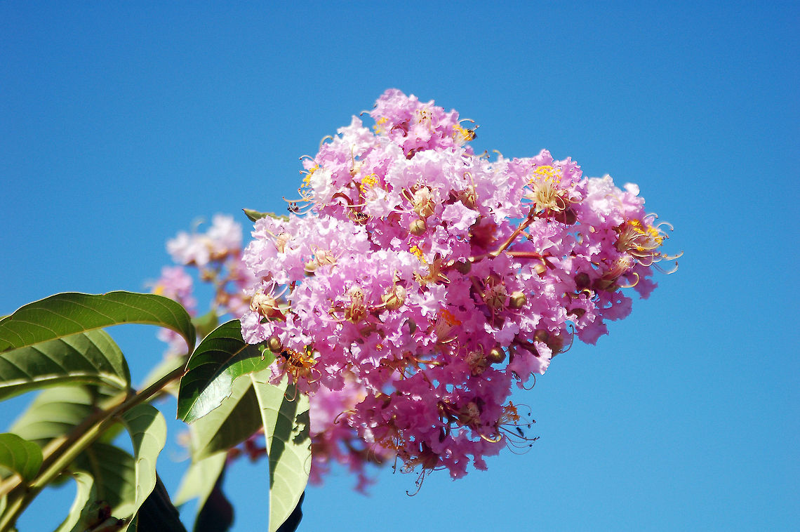 Purple Twilight Crepe Myrtle  Geotagged,Lagerstroemia indica,United States,purple twighlight