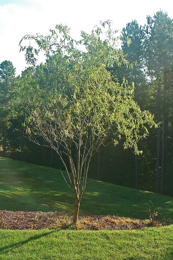 Corkscrew Willow So easy to grow: stick a small branch in water for a couple of week to grow roots, then stick it in the ground and hope that the deer don&#039;t eat the leaves. Corkscrew Willow,Geotagged,Salix matsudana,United States,willow