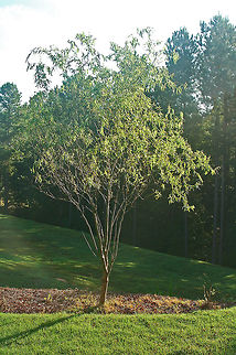 Corkscrew Willow So easy to grow: stick a small branch in water for a couple of week to grow roots, then stick it in the ground and hope that the deer don't eat the leaves. Corkscrew Willow,Geotagged,Salix matsudana,United States,willow