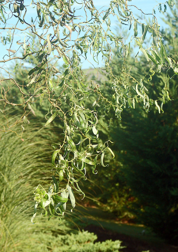Corckscrew willow leaves  Geotagged,Salix matsudana,United States,corkscrew willow,willow
