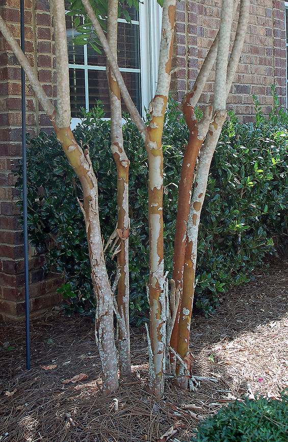 Bark of the Crepe Myrtle tree It develops an attractive trunk and branch pattern. Smooth gray or light brown bark peels off to reveal smooth, pinkish inner bark; winter trunk and branches seem polished. Georgia,Geotagged,Lagerstroemia indica,United States,crepe myrtle,crepe myrtle bark