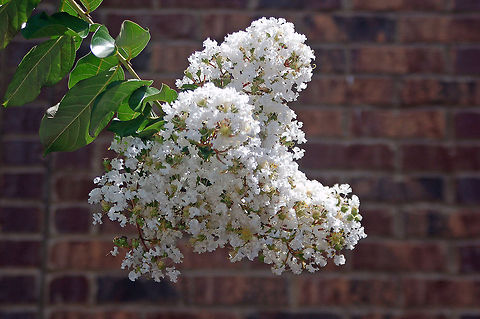 White Crepe Myrtle  Georgia,Geotagged,Lagerstroemia indica,United States,White Crepe Myrtle