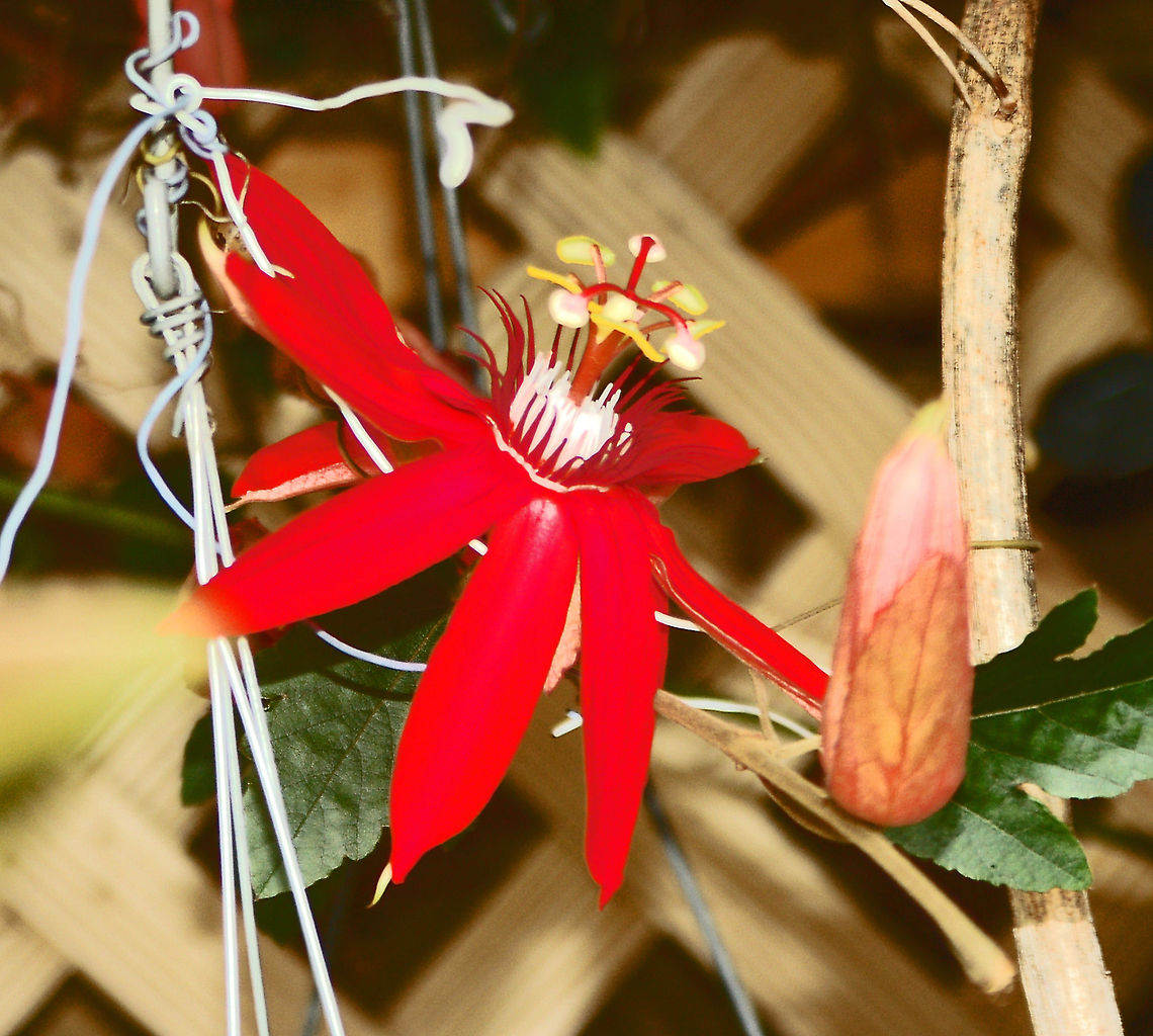 Red Passion Flower This passion flower vine gave us wonderful shade for our beautiful orchids.<br />
<br />
&quot;The &quot;Passion&quot; in &quot;passion flower&quot; refers to the passion of Jesus in Christian theology. In the 15th and 16th centuries, Spanish Christian missionaries adopted the unique physical structures of this plant, particularly the numbers of its various flower parts, as symbols of the last days of Jesus and especially his crucifixion:[citation needed]&quot;.<br />
<br />
The pointed tips of the leaves were taken to represent the Holy Lance.<br />
The tendrils represent the whips used in the flagellation of Christ.<br />
The ten petals and sepals represent the ten faithful apostles (excluding St. Peter the denier and Judas Iscariot the betrayer).<br />
The flower&#039;s radial filaments, which can number more than a hundred and vary from flower to flower, represent the crown of thorns.<br />
The chalice-shaped ovary with its receptacle represents a hammer or the Holy Grail.<br />
The 3 stigmas represent the 3 nails and the 5 anthers below them the 5 wounds (four by the nails and one by the lance). Geotagged,Passiflora coccinea,United States,red passion flower