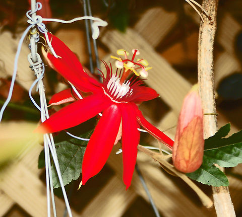 Red Passion Flower This passion flower vine gave us wonderful shade for our beautiful orchids.

"The "Passion" in "passion flower" refers to the passion of Jesus in Christian theology. In the 15th and 16th centuries, Spanish Christian missionaries adopted the unique physical structures of this plant, particularly the numbers of its various flower parts, as symbols of the last days of Jesus and especially his crucifixion:[citation needed]".

The pointed tips of the leaves were taken to represent the Holy Lance.
The tendrils represent the whips used in the flagellation of Christ.
The ten petals and sepals represent the ten faithful apostles (excluding St. Peter the denier and Judas Iscariot the betrayer).
The flower's radial filaments, which can number more than a hundred and vary from flower to flower, represent the crown of thorns.
The chalice-shaped ovary with its receptacle represents a hammer or the Holy Grail.
The 3 stigmas represent the 3 nails and the 5 anthers below them the 5 wounds (four by the nails and one by the lance). Geotagged,Passiflora coccinea,United States,red passion flower