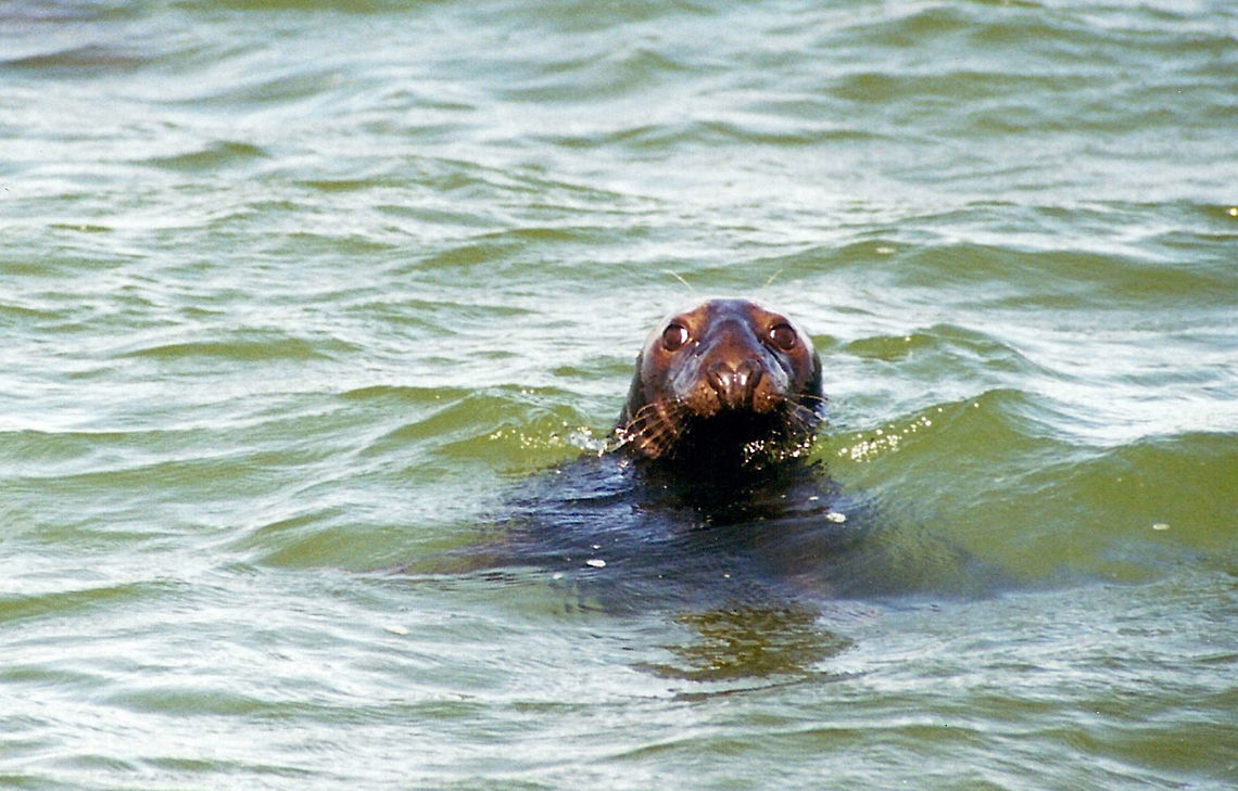 Harbor Seal That &quot;V&quot; shaped nose is a dead giveaway California,Geotagged,Harbor (common) seal,Monterey,Phoca vitulina,United States