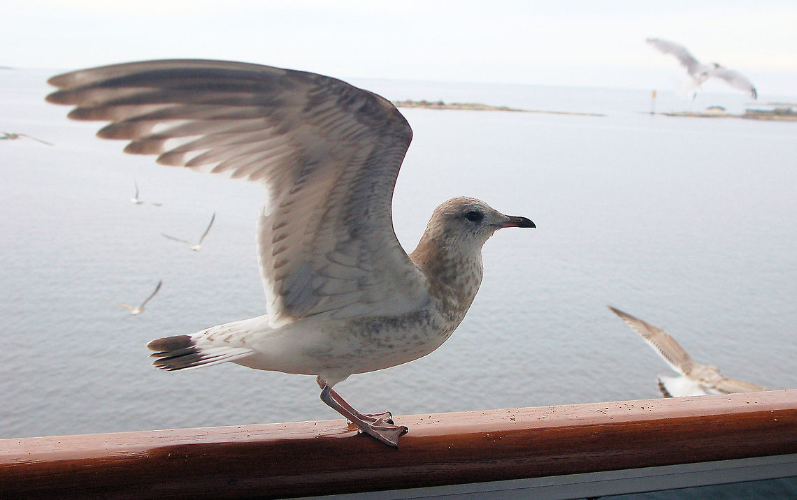 Ring-billed Gull On the balcony of our cruise ship leaving Dover. This bird hitched a ride with us for a couple of days. <br />
<br />
They are migratory and most move south to the Gulf of Mexico and the Atlantic and Pacific coasts of North America, also the Great Lakes.<br />
<br />
This gull is a regular wanderer to western Europe. In Ireland and Great Britain it is no longer classed as a rarity, with several birds regularly wintering in these countries. Dover,Geotagged,Larus delawarensis,Ring-billed Gull,Seagull,United Kingdom