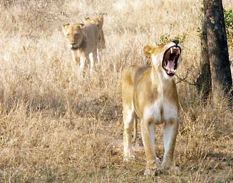 Nice pearly whites Just yawning...not roaring. Geotagged,Lion,Panthera leo,South Africa