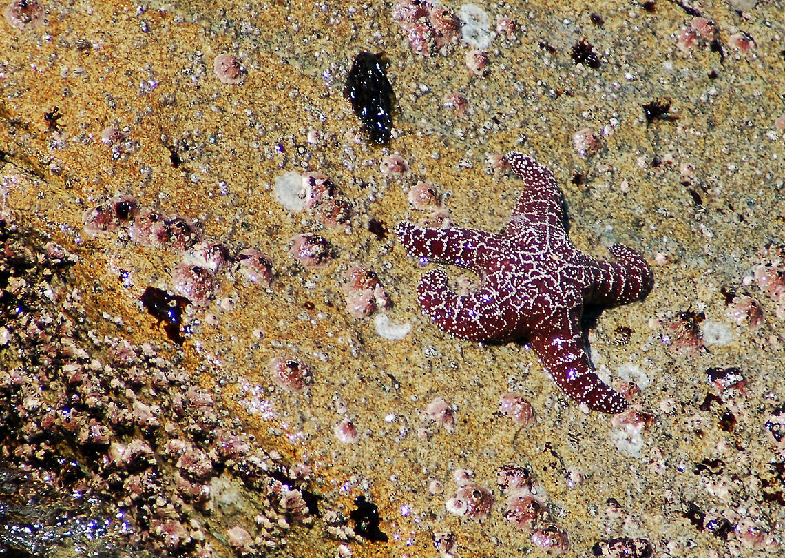 Starfish  California,Geotagged,Pisaster ochraceus,Purple sea star,United States,starfish