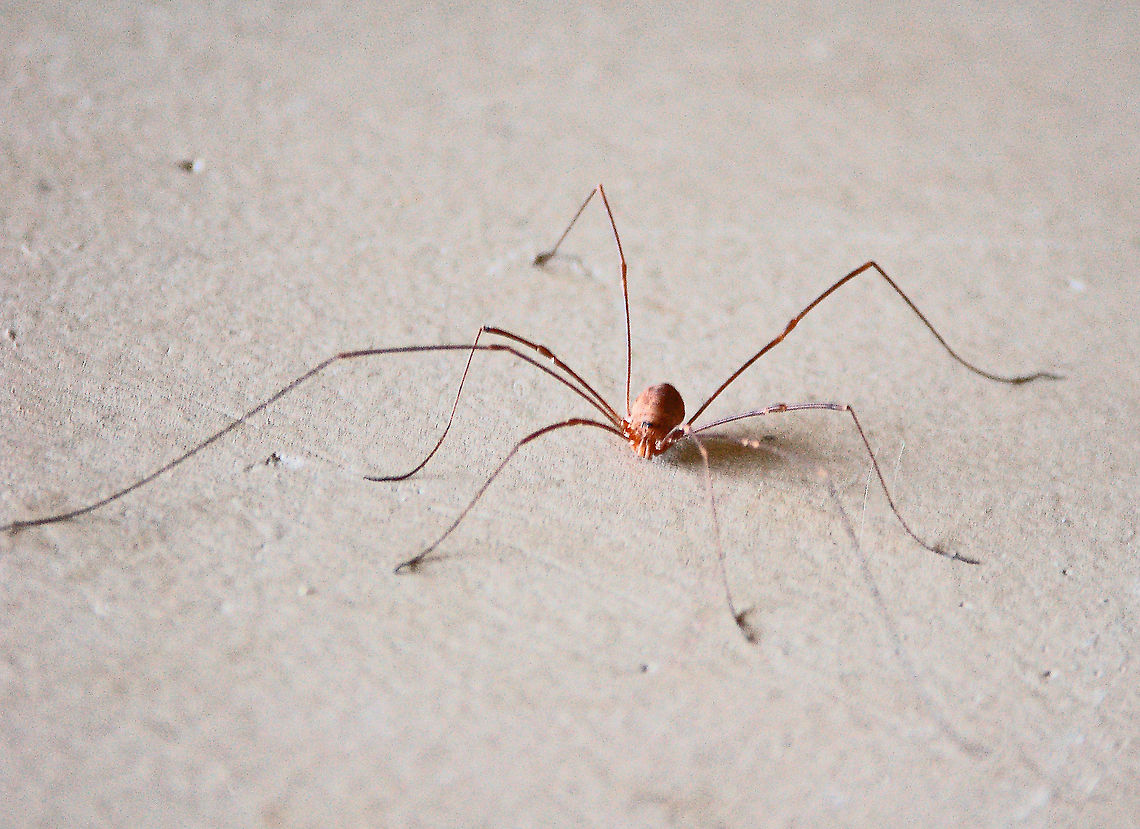 Daddy longlegs Daddy longlegs are not true spiders. Under the big umbrella of Class Arachnida, they belong in the Order Opiliones, not with the true spiders in the Order Araneae, so don't assume that eight legs means "spider". Daddy longlegs,Geotagged,Opiliones,United States,harvestman