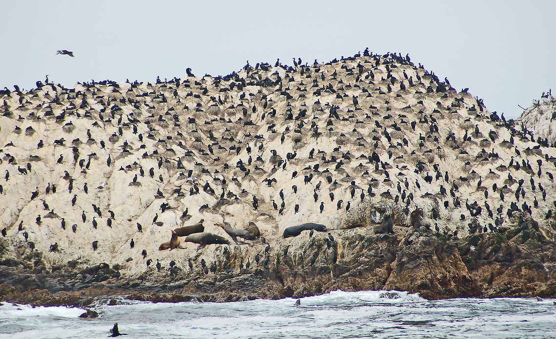 Brandt's Cormorants One of the best places to see these cormorants is at Point Lobos, just south of Monterey and Carmel, California. Brandts Cormorant,Geotagged,Phalacrocorax penicillatus,United States