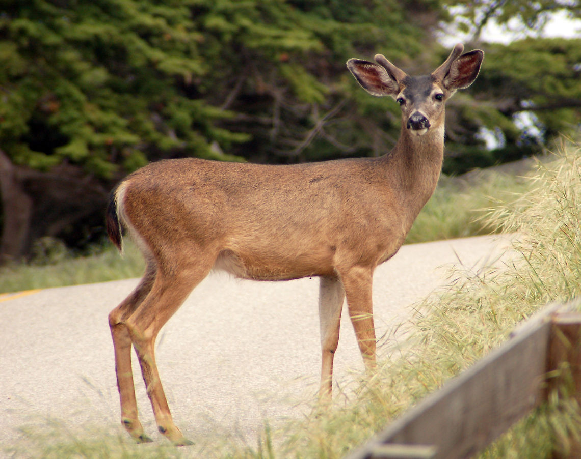 Black-tailed Mule Deer Fairly obviously, this deer is named for its huge ears. California,Geotagged,Mule Deer,Odocoileus hemionus,United States