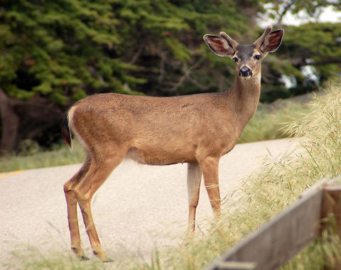 Black-tailed Mule Deer Fairly obviously, this deer is named for its huge ears. California,Geotagged,Mule Deer,Odocoileus hemionus,United States