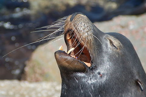 California Sea Lion California sea lions are known for their intelligence, playfulness, and noisy barking. They are preyed upon by Orcas (killer whales) and great white sharks. California sea lion,Geotagged,Monterey,United States,Zalophus californianus