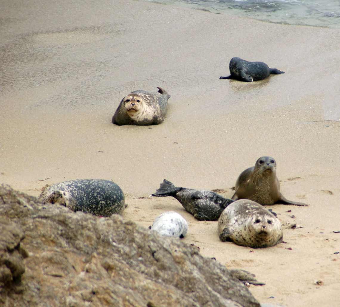 Harbor Seals  Geotagged,Harbor (common) seal,Phoca vitulina,United States