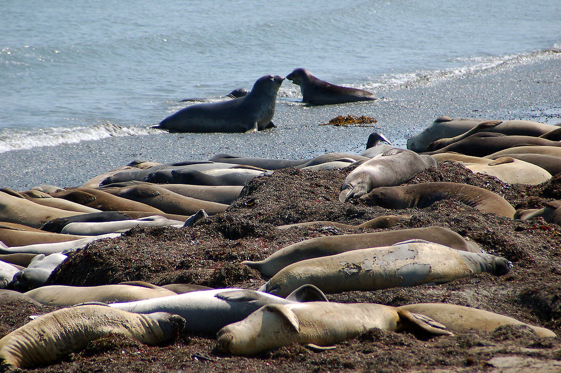 Female Elephant Seals Note the molting skin on one of them. Males are 3 to 4 times larger (none in the picture).
