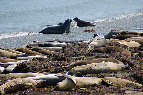 Female Elephant Seals Note the molting skin on one of them. Males are 3 to 4 times larger (none in the picture).