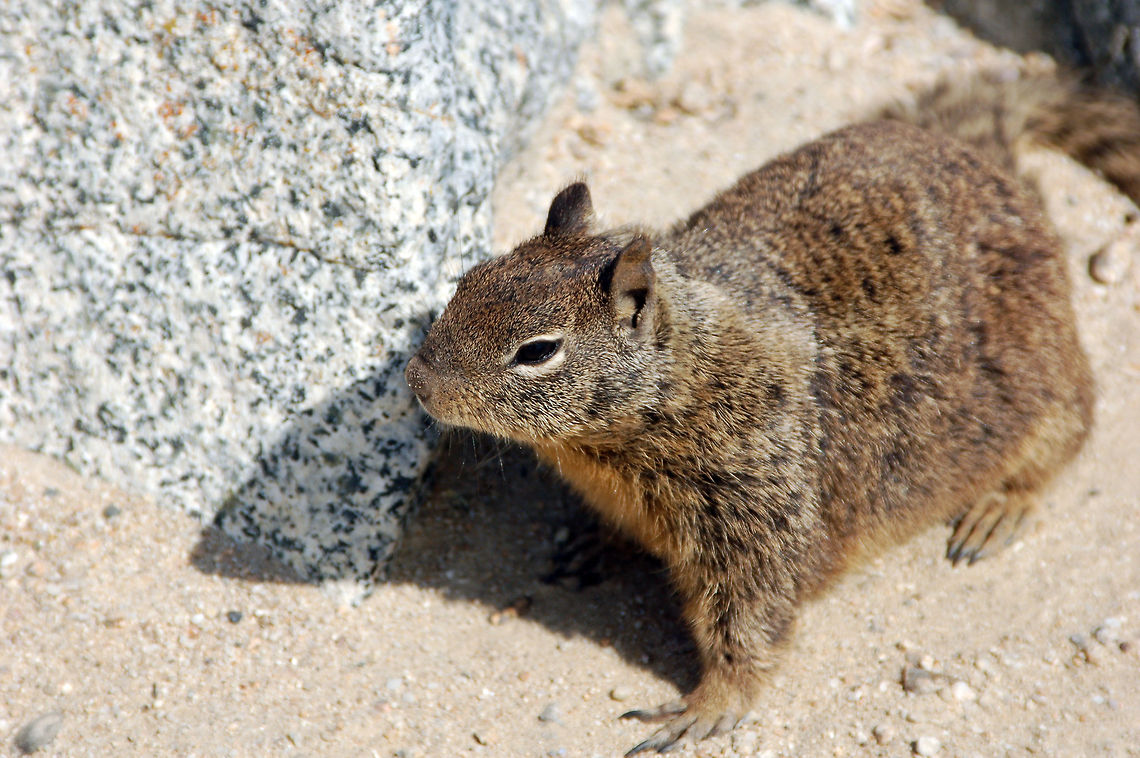 California ground squirrel These fellows are often preyed upon by rattle snakes. Females with pups chew on the skins shed by rattlesnakes and then lick themselves and their pups to disguise their scent...(doesn't always work) California ground squirrel,Geotagged,Otospermophilus beecheyi,United States
