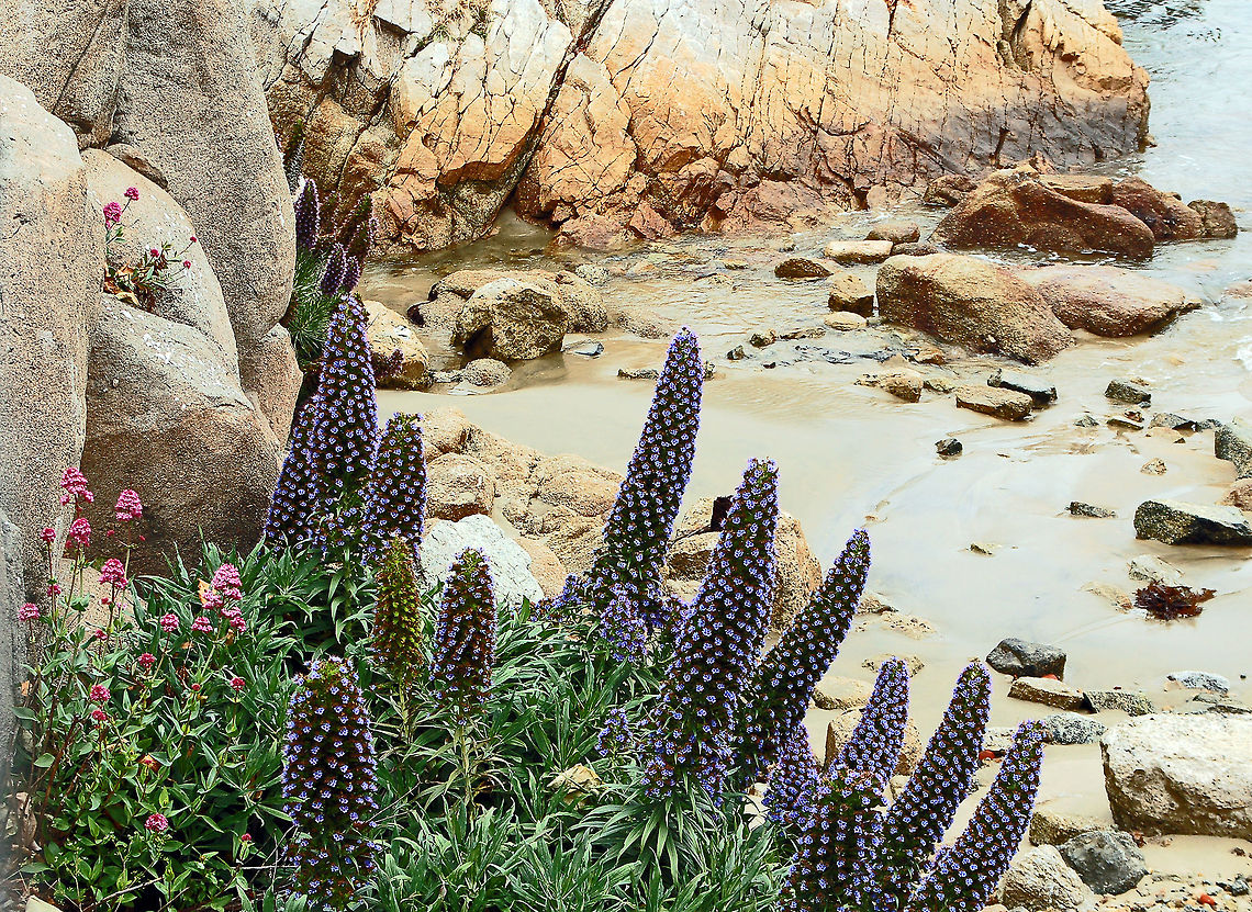 Pride of Madeira  California,Canary Islands,Echium candicans,Geotagged,Monterey,Pride of Madeira,United States