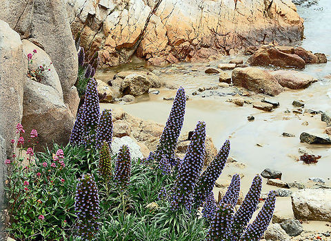 Pride of Madeira  California,Canary Islands,Echium candicans,Geotagged,Monterey,Pride of Madeira,United States