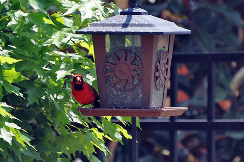 Northern red cardinal  Cardinalis cardinalis,Georgia,Geotagged,Northern Cardinal,United States