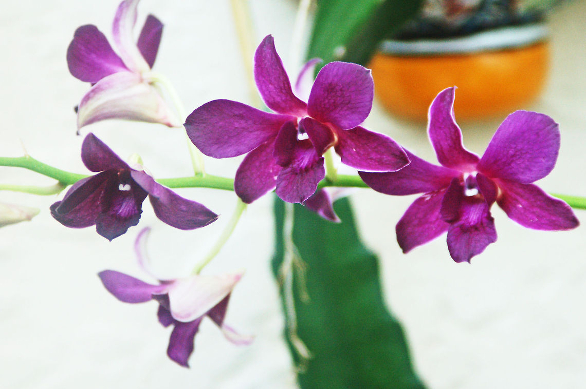 Dendrobium in my Orchid Garden There are over 1200 species of known dendrobium (difficult to identify species).  Dendrobium orchids are restricted to areas of moderate to high rainfall (e.g., in tropical lowlands, annual rainfall of more than 150 cm and a dry season of less than 6 months; at higher elevations in the tropics, or in cooler temperate regions, drier conditions can be tolerated). This is one if the plants I tended to in my orchid garden in Miami Florida Florida,Geotagged,United States,dendrobium,orchid