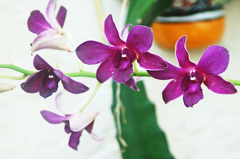 Dendrobium in my Orchid Garden There are over 1200 species of known dendrobium (difficult to identify species).  Dendrobium orchids are restricted to areas of moderate to high rainfall (e.g., in tropical lowlands, annual rainfall of more than 150 cm and a dry season of less than 6 months; at higher elevations in the tropics, or in cooler temperate regions, drier conditions can be tolerated). This is one if the plants I tended to in my orchid garden in Miami Florida Florida,Geotagged,United States,dendrobium,orchid