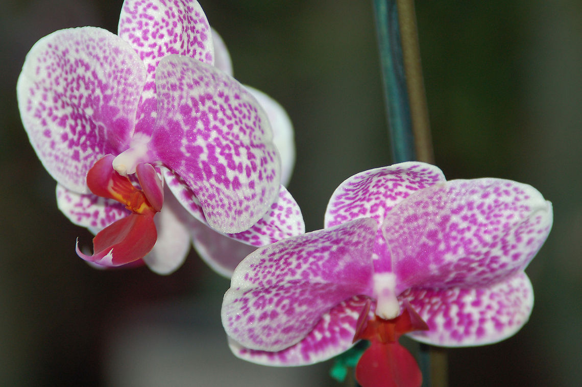 Phalaenopsis in my Orchid Garden  Geotagged,United States