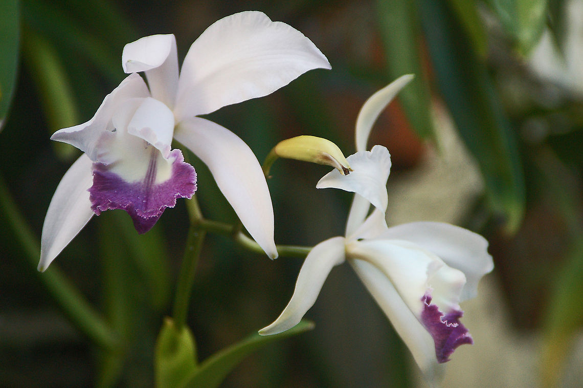 Cattleya in my Orchid Garden Living in the forest and at various altitudes there are a wide range of temperatures that cattleya orchids are used to. In the winter and higher altitudes cattleya orchids become accustom to temperatures which can go as low as 50 - 55F degrees in the winter and as high as 80-90F degrees in the summer. Geotagged,United States,cattleya,orchid