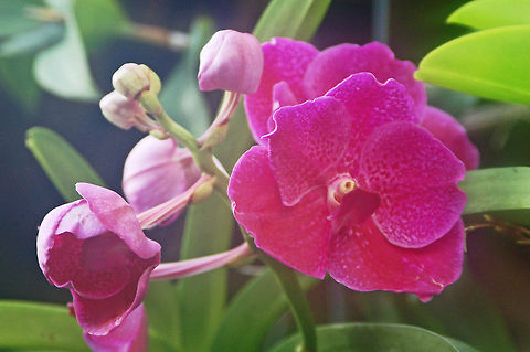 Vanda in my Orchid Garden This genus considered to be the most highly evolved of all orchids within Orchidaceae. The genus is very highly prized in horticulture for its showy, fragrant, long lasting, and intensely colorful flowers. Florida,Geotagged,Orchidaceae,United States,Vanda,orchid