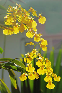 Oncidium in my Orchid Garden  Florida,Geotagged,Oncidium,Oncidium varicosum,United States,orchid