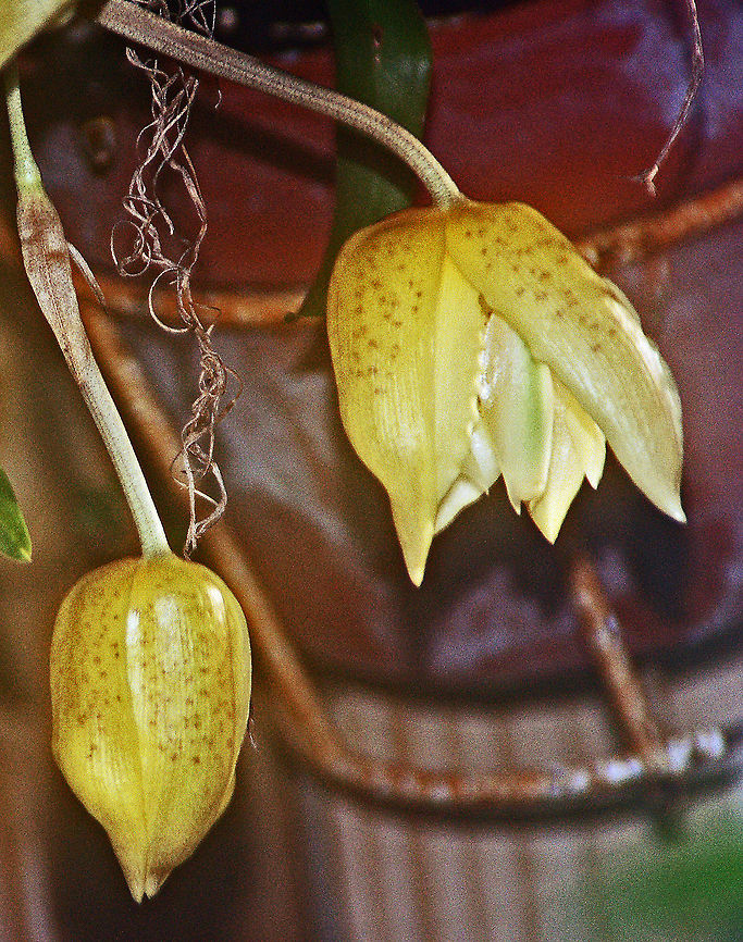 Stanhopea in my Orchid Garden Stanhopea is noted for its fragrant flowers that are short-lived (less than 3 days). The blooms must attract pollinators very quickly, hence the strong fragrance. Florida orchid,Geotagged,Stanhopea,United States,orchid