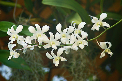 Dendrobium in my Orchid Garden  Florida,Geotagged,United States,dendrobium,orchid