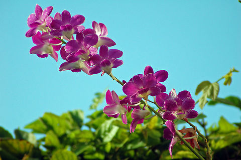 Dendrobium in my Orchid Garden  Florida,Geotagged,United States,dendrobium,orchid