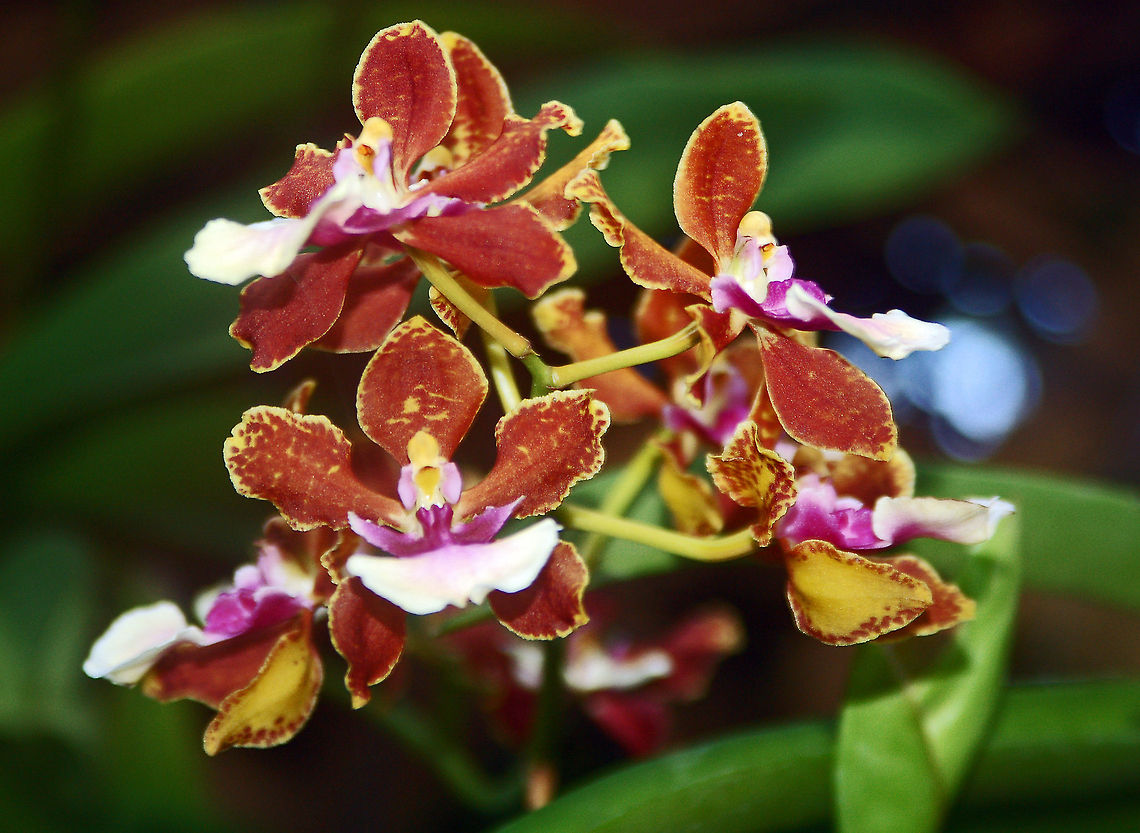 Oncidium in my Orchid Garden  Florida dancinglady orchid,Geotagged,Oncidium ensatum,United States,orchid