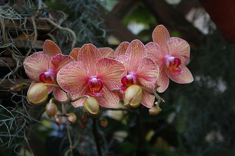 Phalaenopsis in my Orchid Garden  Florida,Geotagged,Phalaenopsis,United States,orchid
