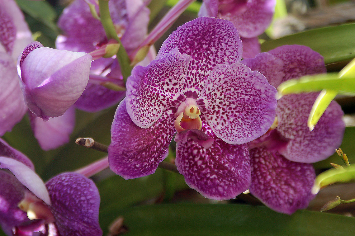 Vanda in my Orchid Garden  Florida,Geotagged,United States,Vanda,orchid