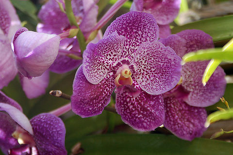 Vanda in my Orchid Garden  Florida,Geotagged,United States,Vanda,orchid