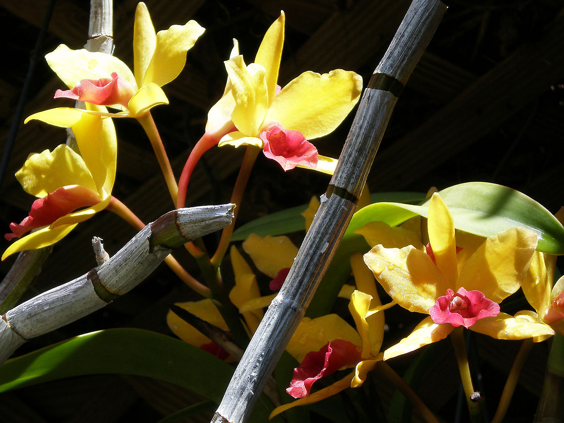 Dendrobium my Orchid Garden  Dendrobium,Florida,Geotagged,United States,orchid